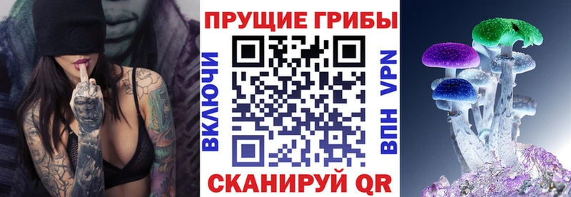 Псилоцибиновые грибы Psilocybine cubensis  Лысково 